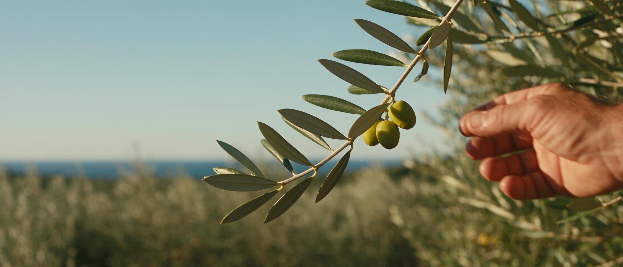 Mani che raccolgono le olive dal ramo: raccolto 2026/2027 di Tenuta Chiaramonte