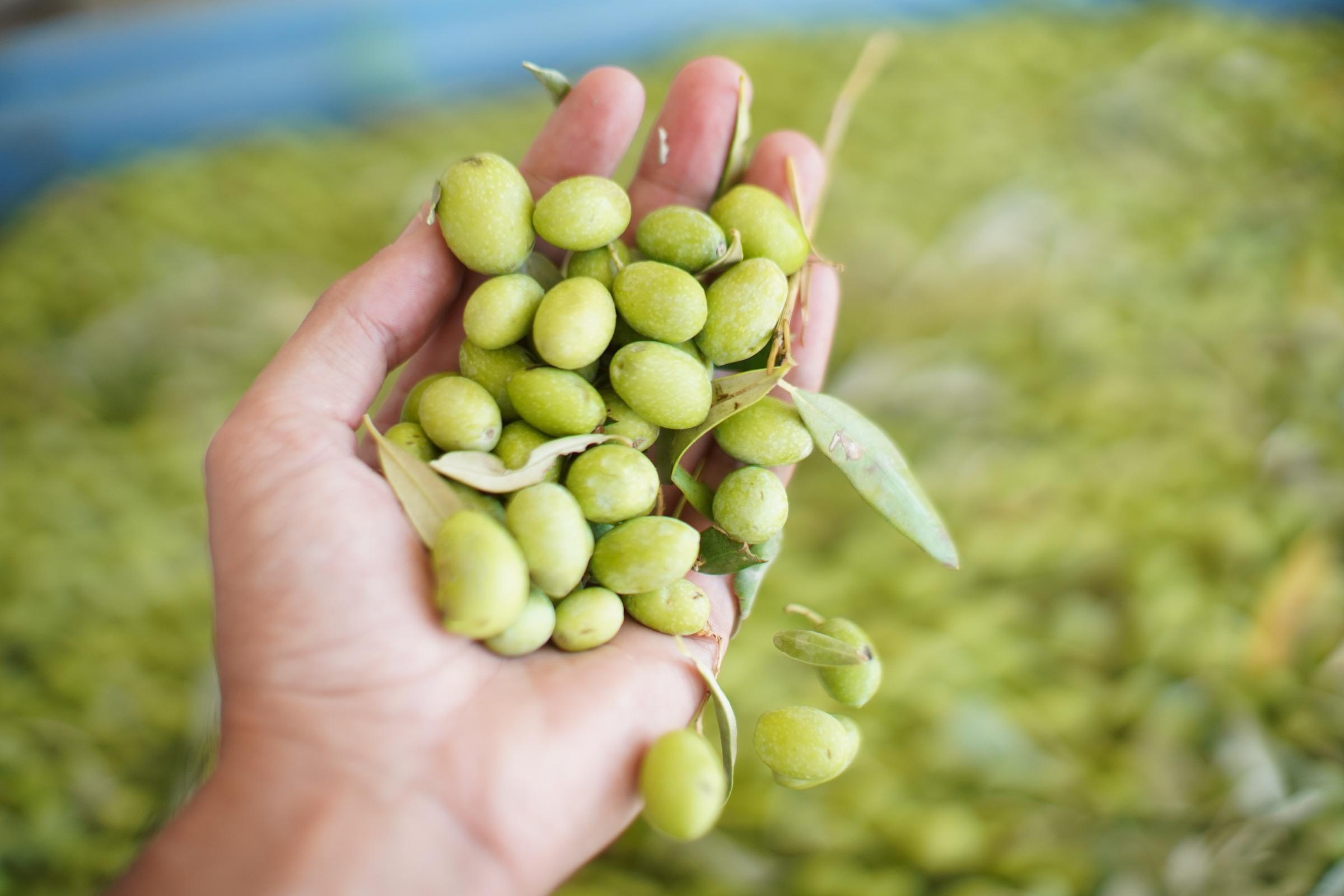 Dalla raccolta
al frantoio
