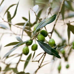 olio evo chiaramonte