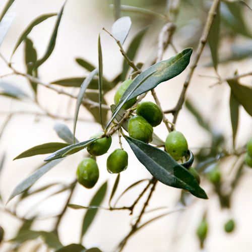 olio evo chiaramonte
